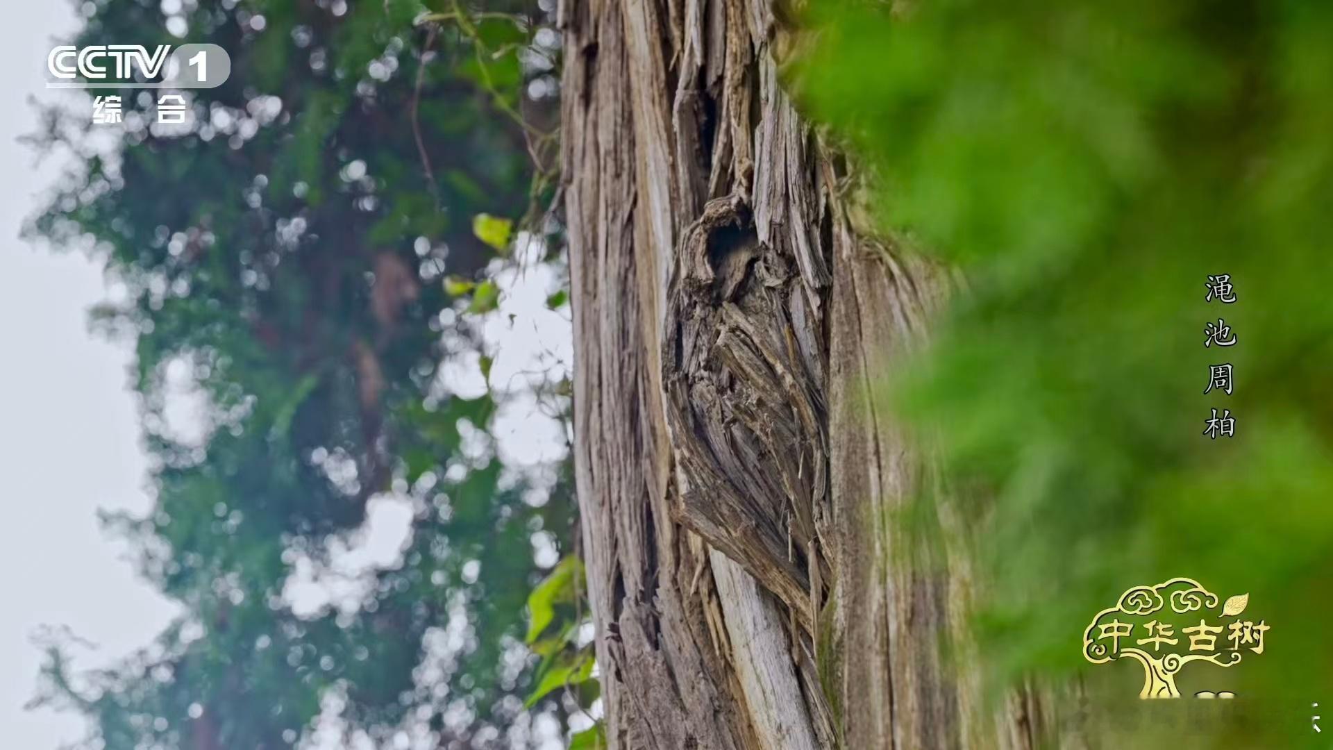 3千多岁柏树遭日军轰炸仍屹立柏树受伤愈合成一种沧桑之美3700年侧柏扎根渑池，