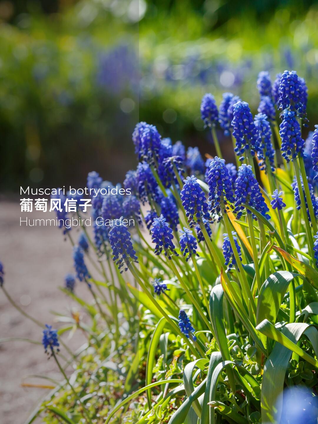 早春花园耐寒蓝紫色前景植物-葡萄风信子