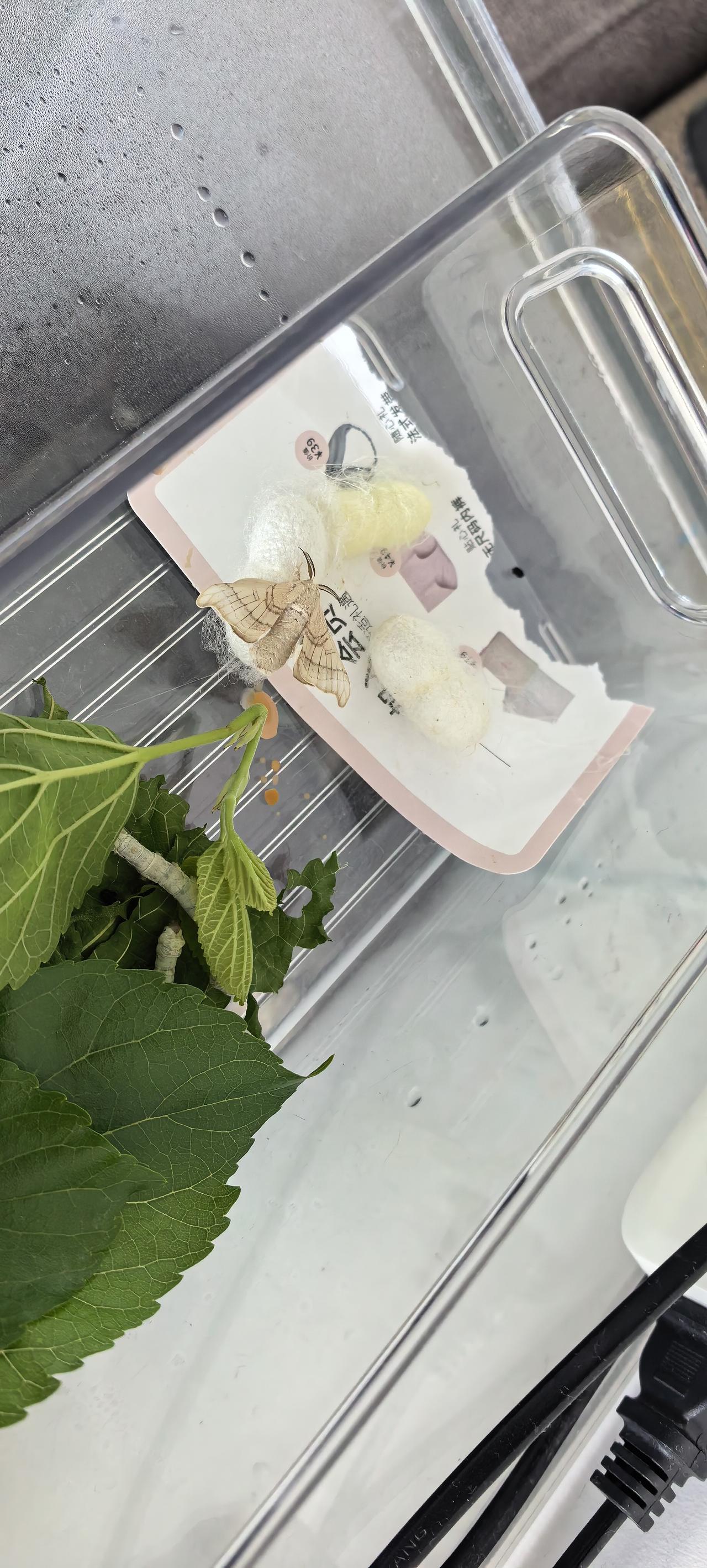 原来这就是“破茧成蝶”，漫长的痛苦换来短暂的快乐。