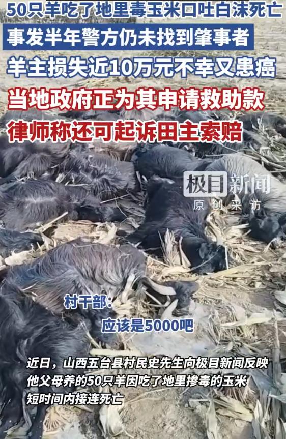 “必须彻查！”山西，70多岁老两口遭双重重击：放羊时，短短十几分钟，38只羊口吐