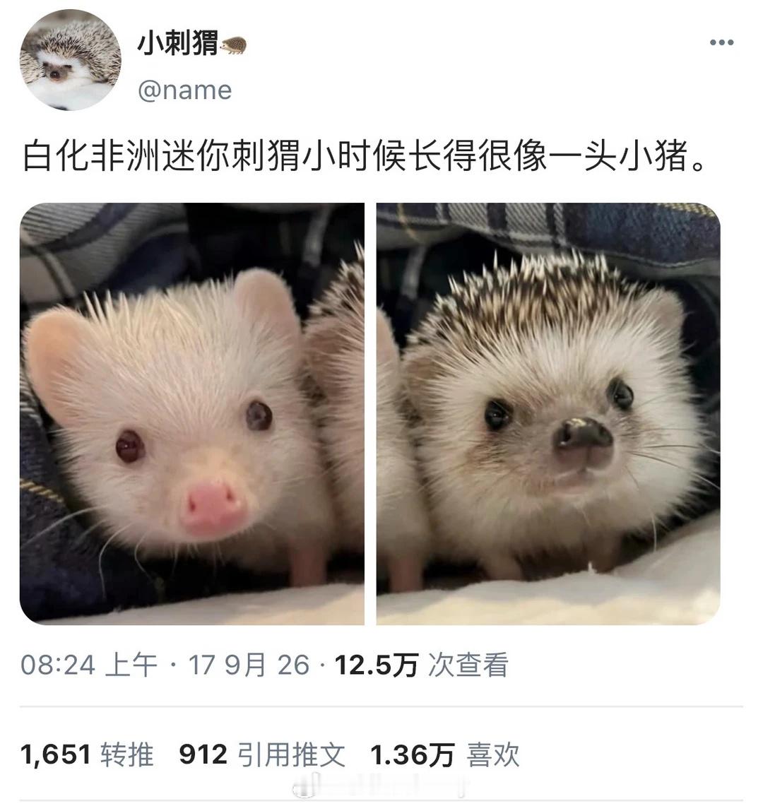 好萌好萌小刺猬猪​​​