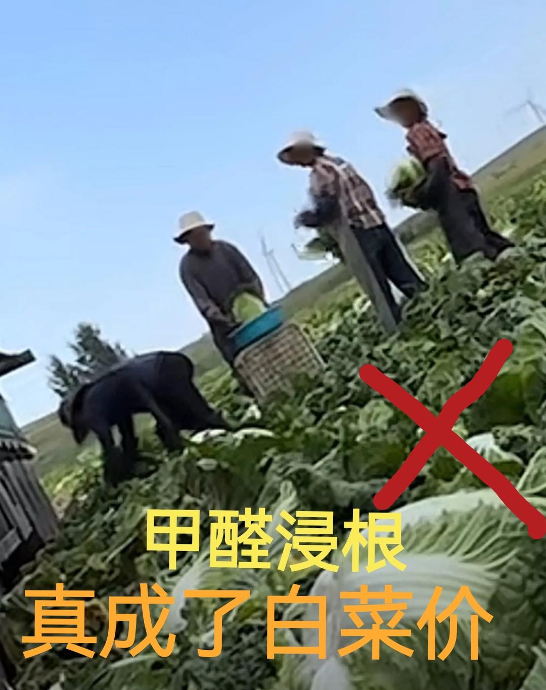 让你白菜蘸甲醛，白菜终成白菜价，报应1、人举报，并不是吃白菜的人傻，白菜蘸甲醛