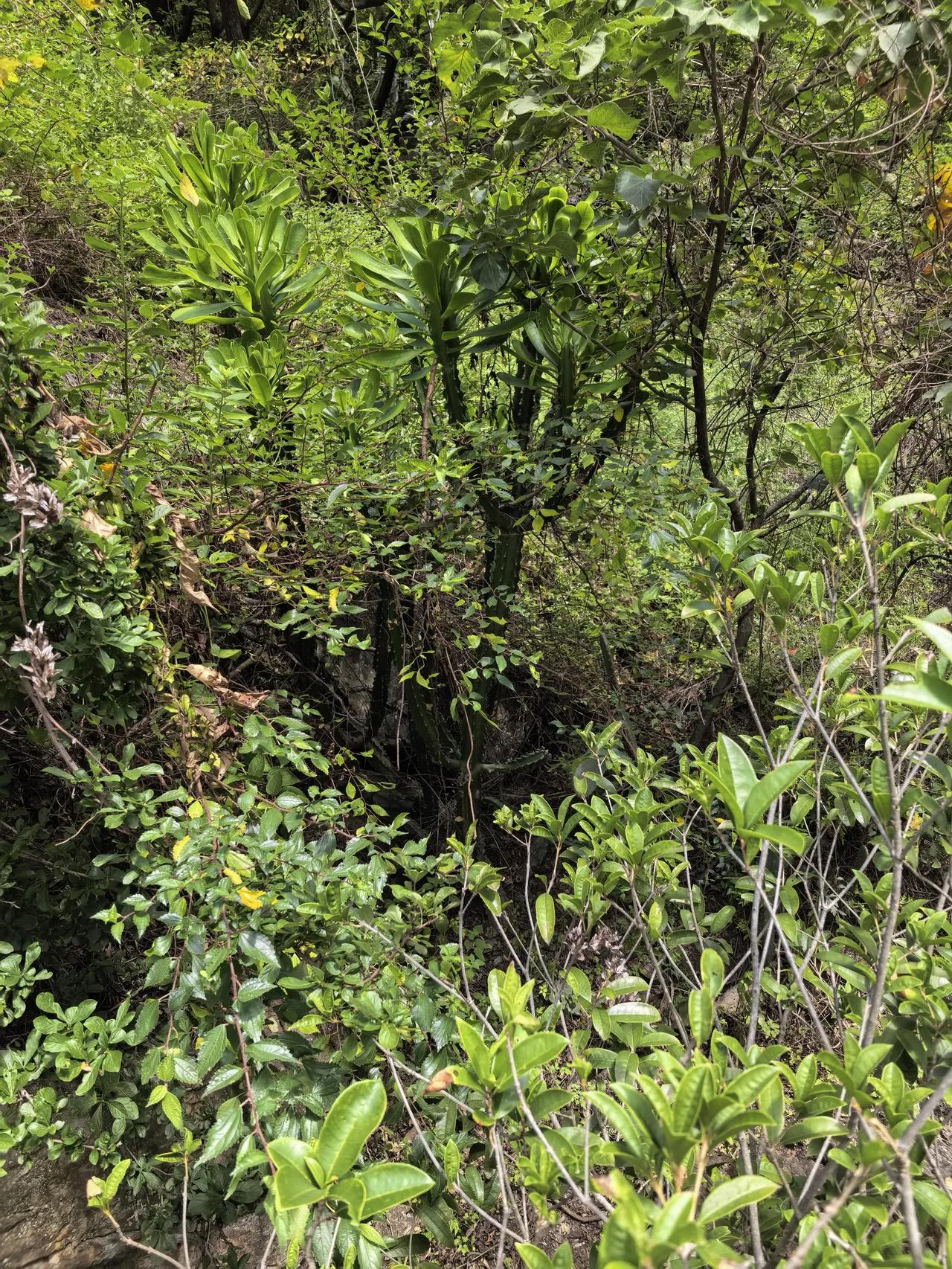 游云南虎跳峡（五）金沙江虎跳峡分为上虎跳峡、中虎跳峡和下虎跳峡。最为惊险的地方