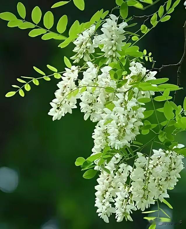 七律·槐花海棠渐退枣新绿，正是槐香浓郁时。一树琼枝千番韵，百枚玉簇万般思。