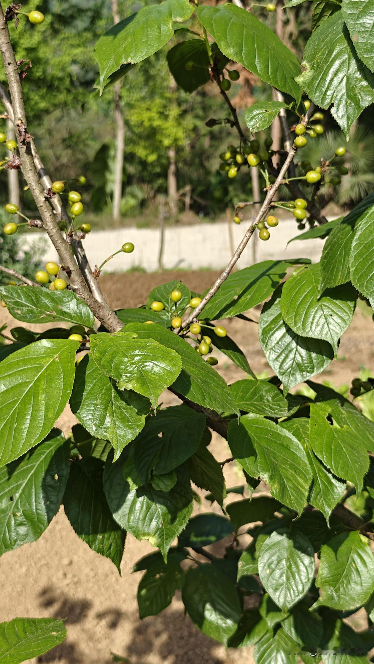 今年的樱桃价格，可能会大涨！我菜地旁边的两棵樱桃树，前两年这个季节，树上的樱桃一