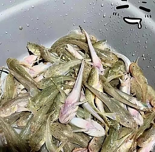我爸的“野钓神话”，被网友一句话干得稀碎！周末我爸说去河边甩两杆，结果扛回半桶