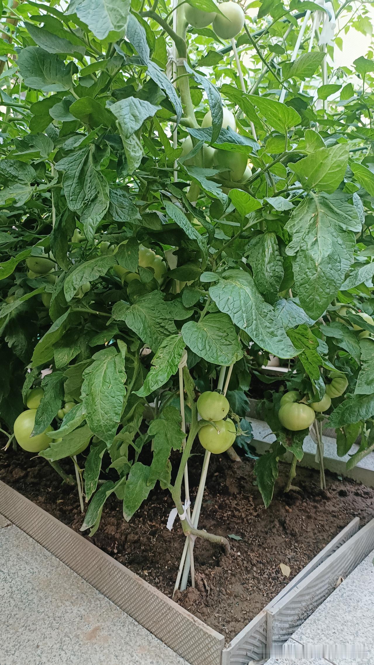 大雨过后菜园怎么样了?顺便看看我是这样管理豆角的昨天下了一夜大暴雨，今天午