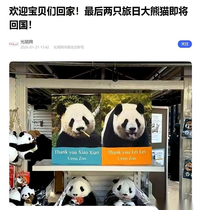 东京上野动物园的一场欢送会，连夜被取消了。主角是两只大熊猫，“晓晓”和“蕾蕾”