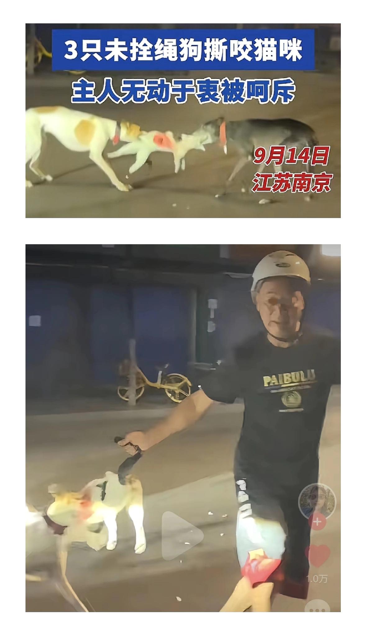 江苏南京，纵狗杀猫的狗主人，被拍到正脸了！得意洋洋，双手插兜，欣赏自己三条灵缇咬