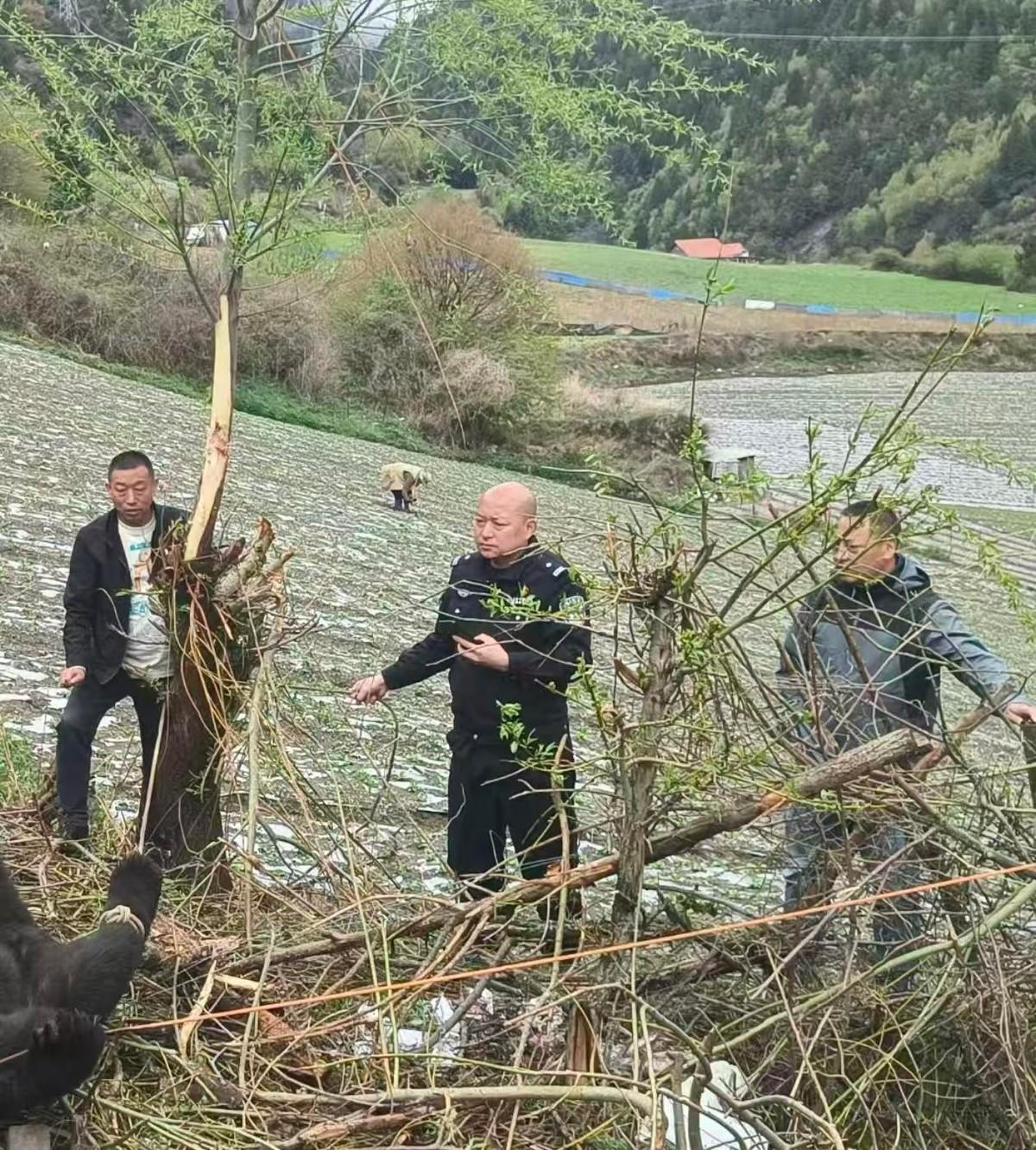 老熊下山了！吓死个人了，去年江油有人采松茸，脸都被拍烂了，脸上缝了一百多针。今天