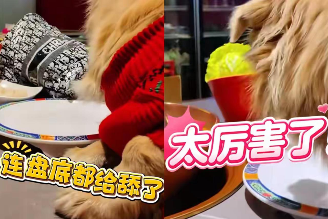 真别拿火锅店的规矩当儿戏！前有海底捞因恶意小便赔220万，现在又来个让狗上餐桌还