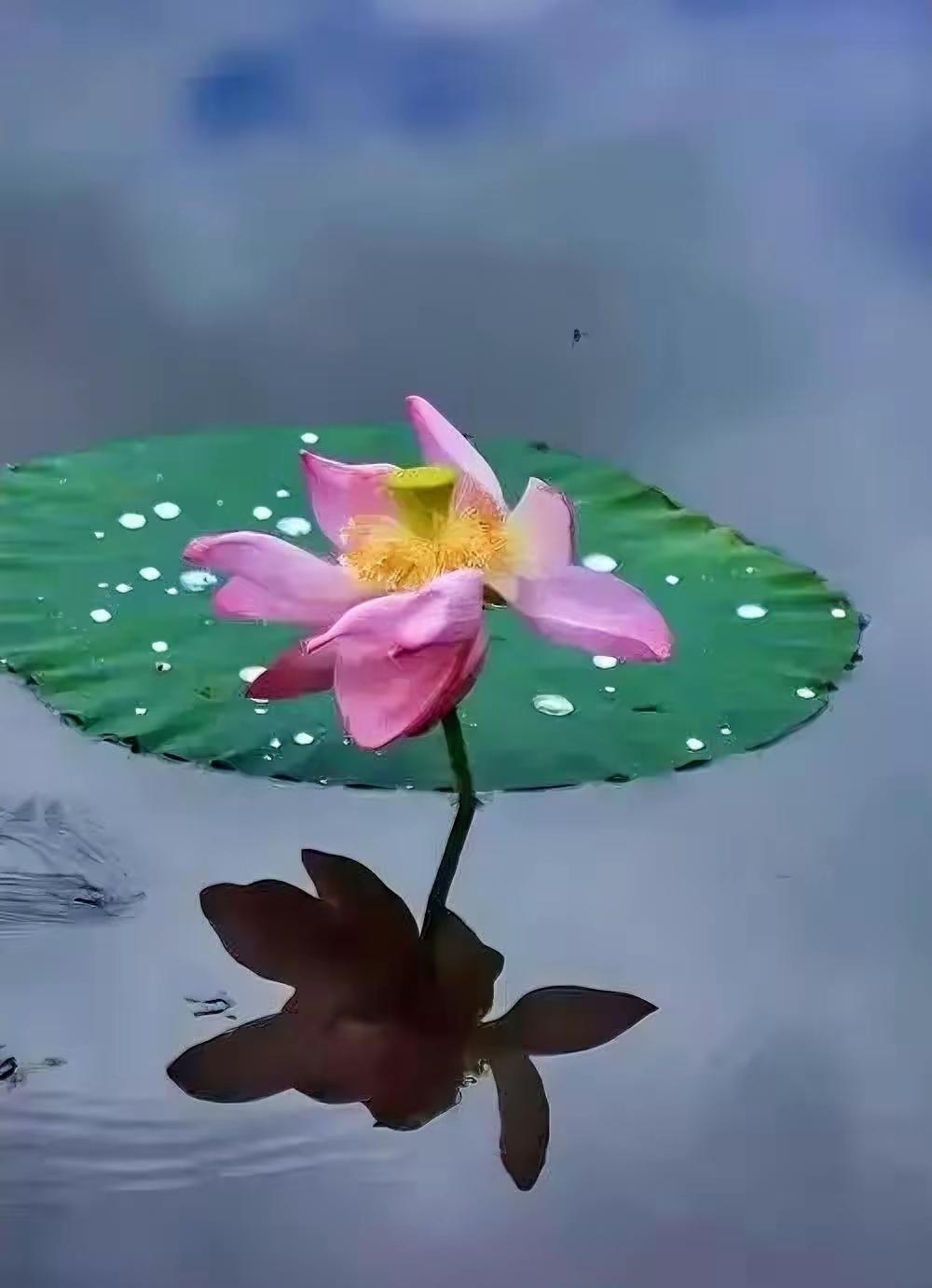 忙是治愈一切的良药。​太闲绝不是福气。老话讲：水停则腐，人闲则废。​闲，易