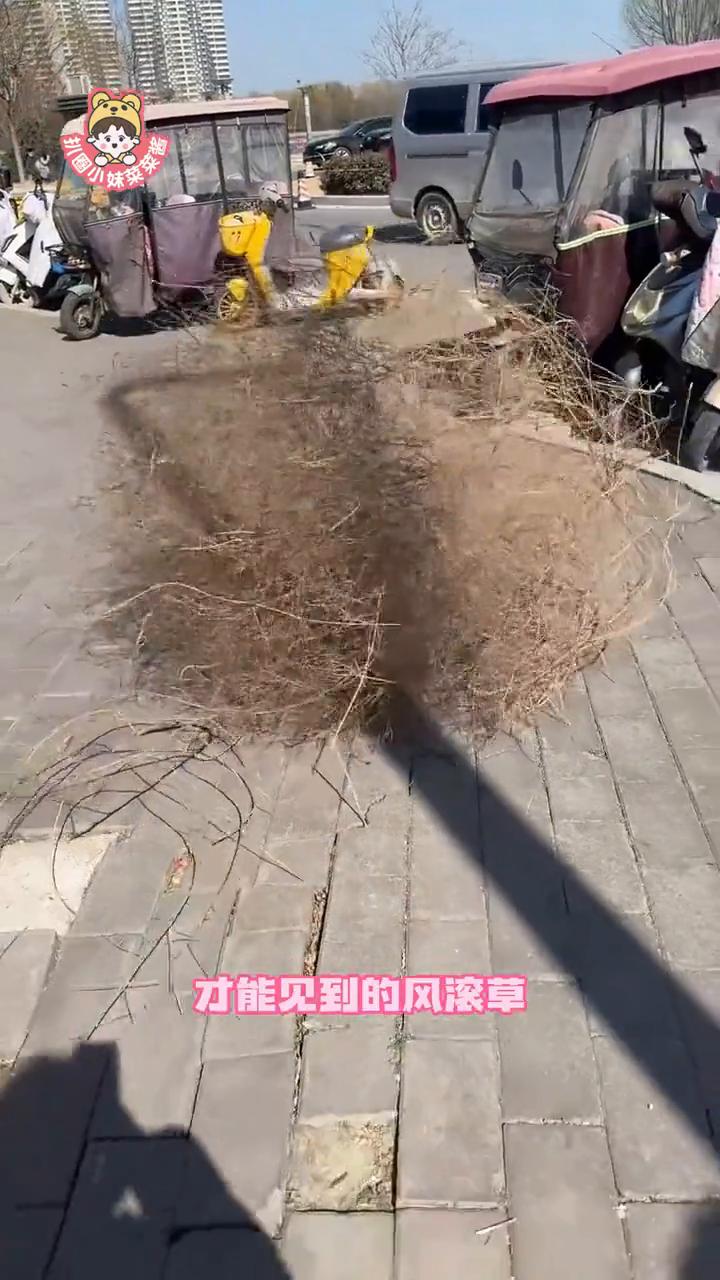 蒙古国赶紧种树好不好？内蒙古求你们种点树。最近的沙尘暴真的是铺天盖地，北方人一