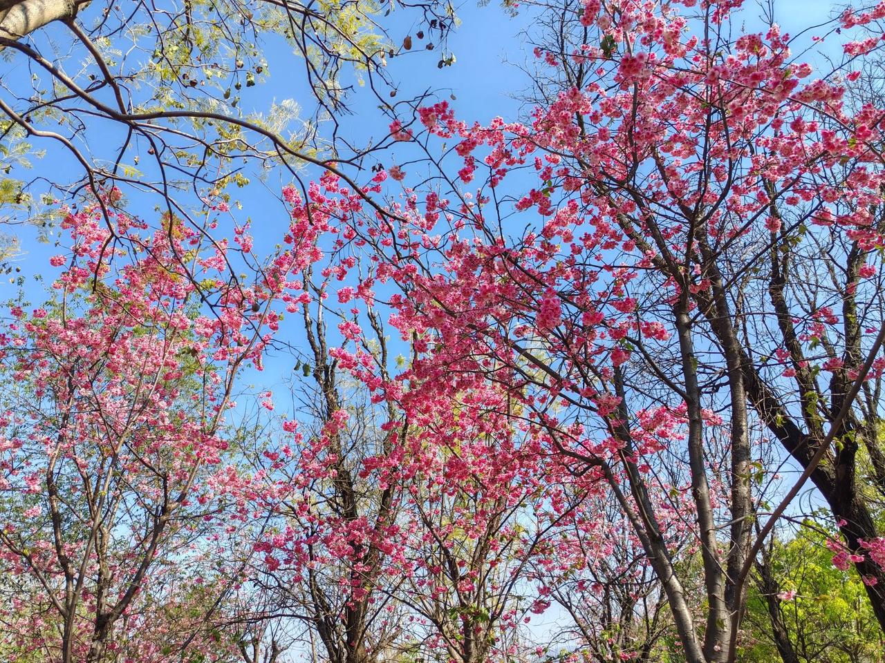 樱花盛开的邛海湿地景致着实迷人。就好比云海花谷，惊蛰才过樱花便怒放了，那樱花于翠