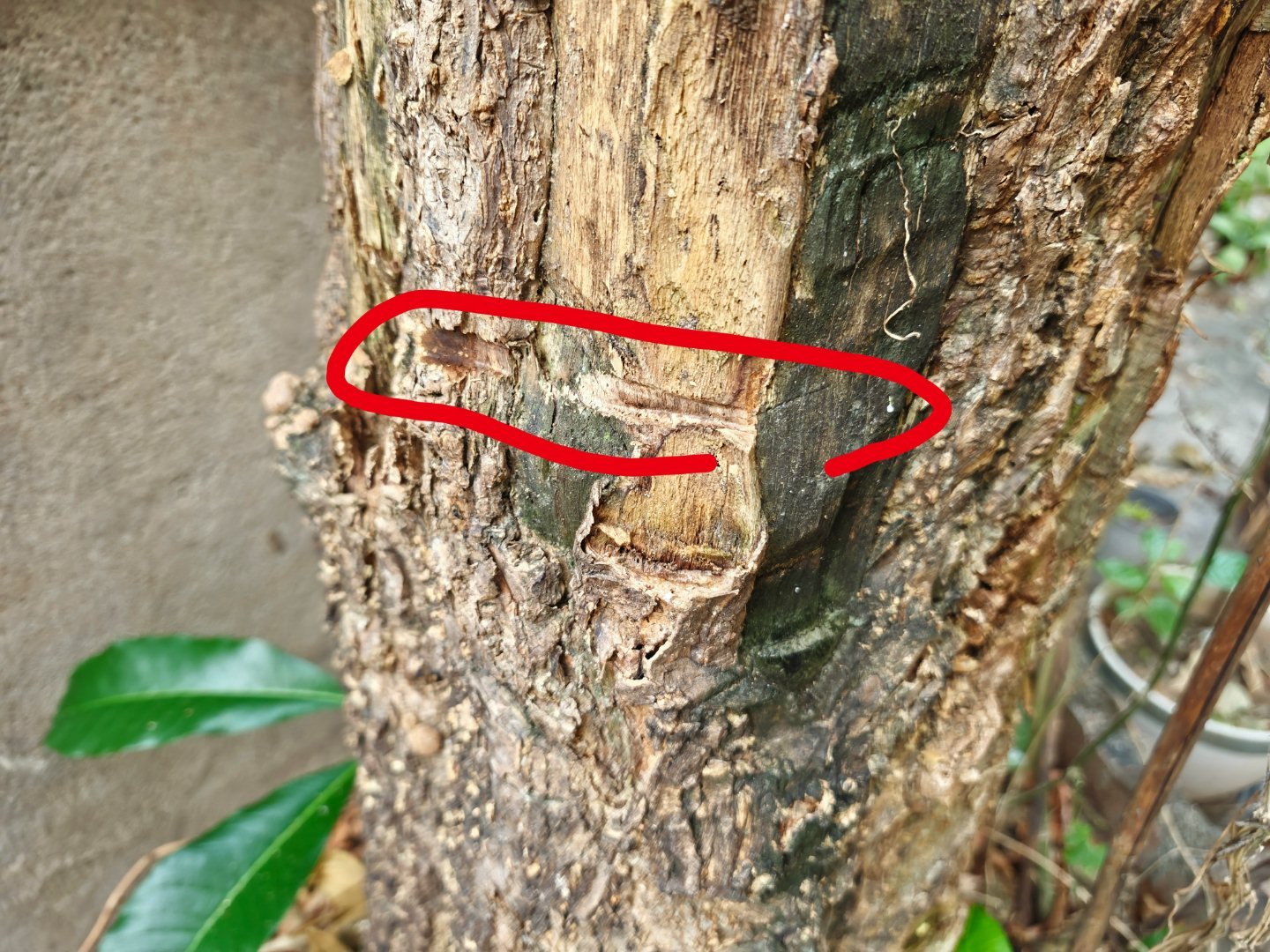 这个电锯到底能拿来干嘛？锯树，树都冒烟了。都只是小伤小伤无足挂齿[捂脸哭]​​​
