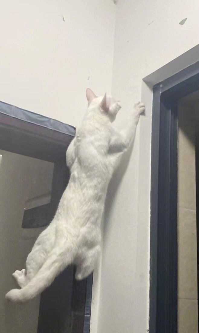 加绒外套也裹不住咪的肌肉​​​