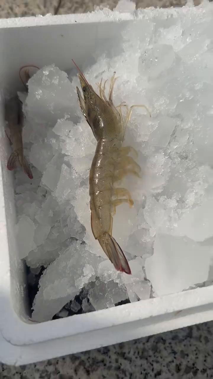 开始，加冰了。