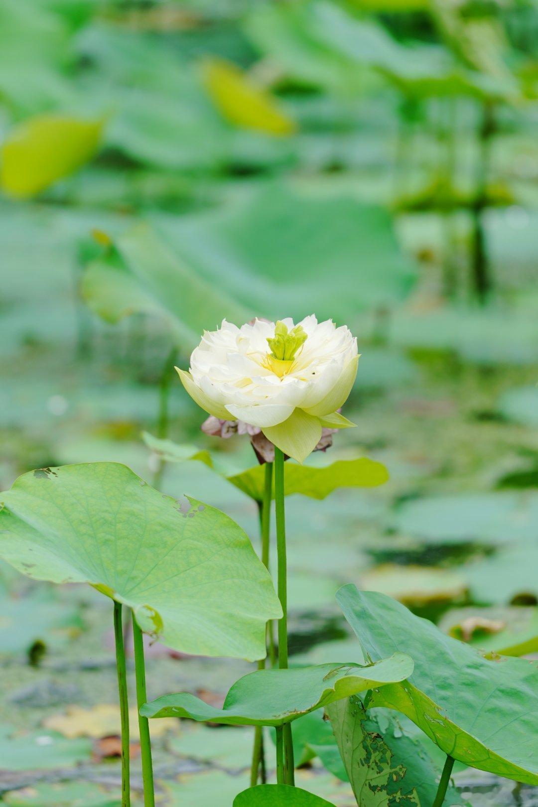 接天莲叶无穷碧，映日荷花别样红。——温州肯恩大学游记荷花蜗的摄影日记