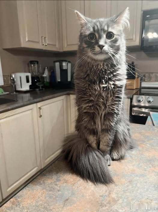 【肚子饿的猫咪】​​​