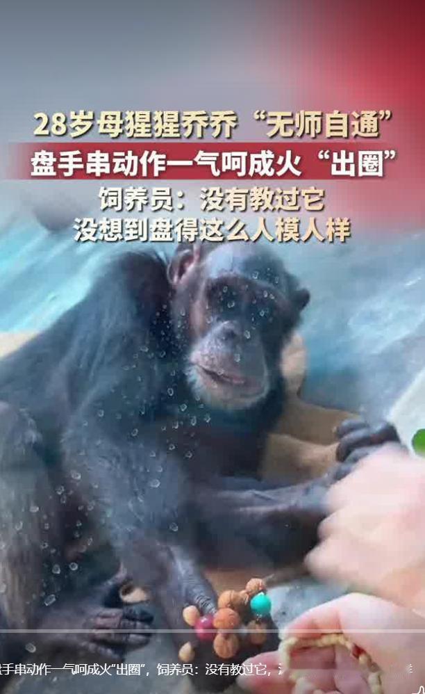 8月30日，据九派新闻报道，西安秦岭野生动物园一只名叫乔乔的黑猩猩最近火爆