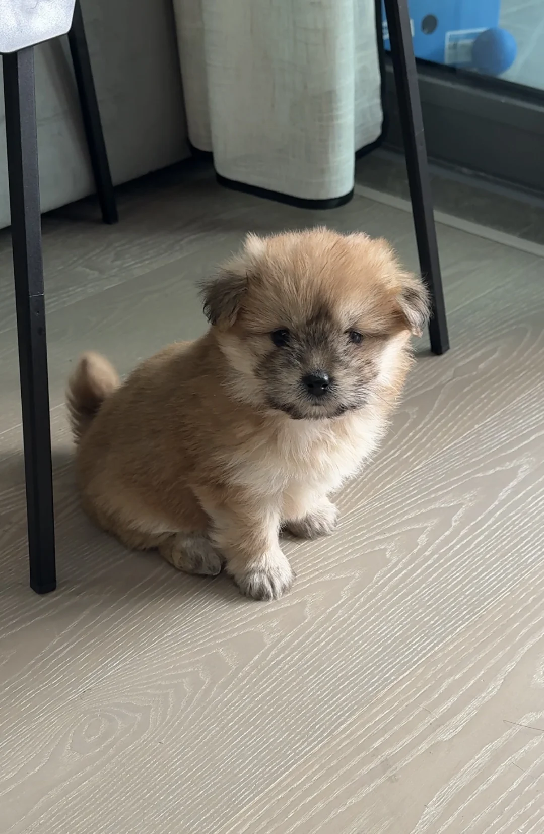 左划，看小狗长大