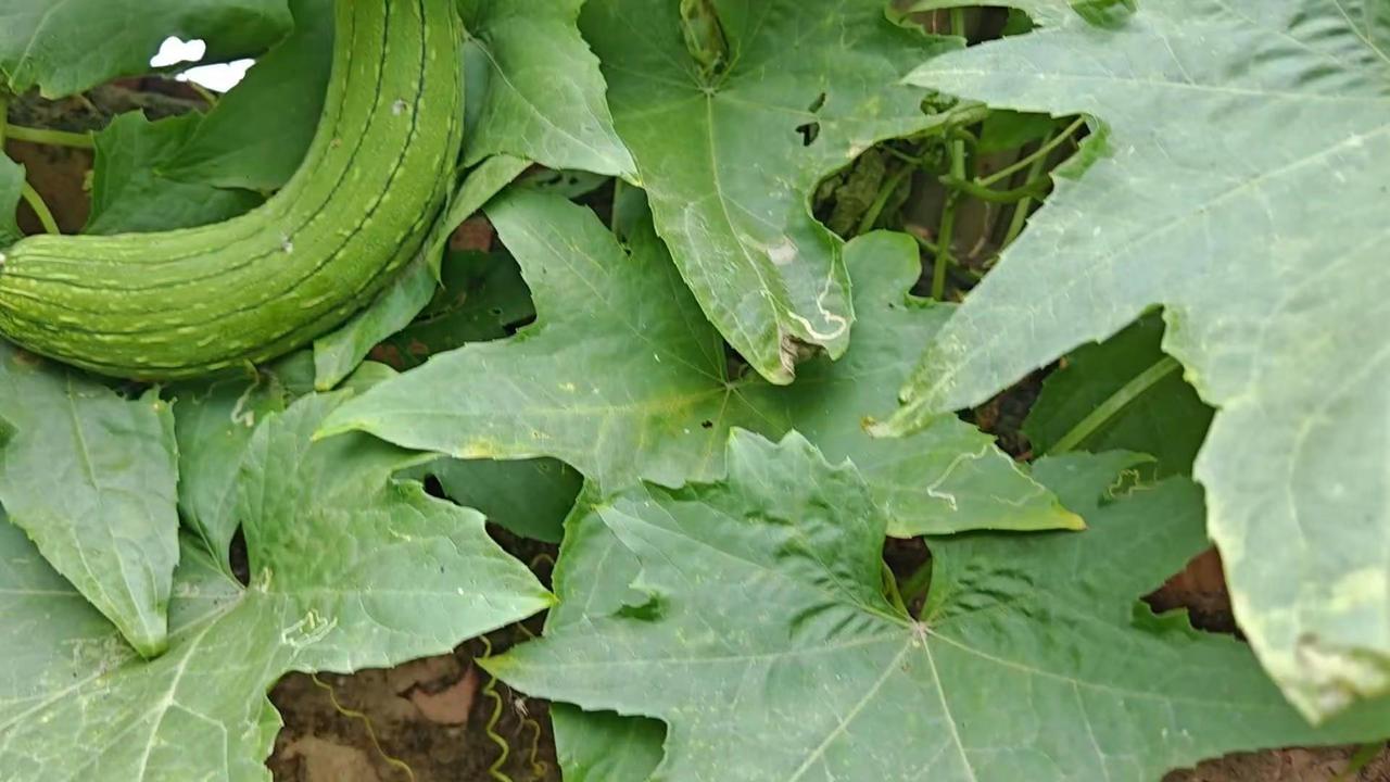 种植丝瓜的三个避坑要点。🌱种丝瓜想要坐果多，一定要避开这三点：1️⃣枝叶郁闭遮