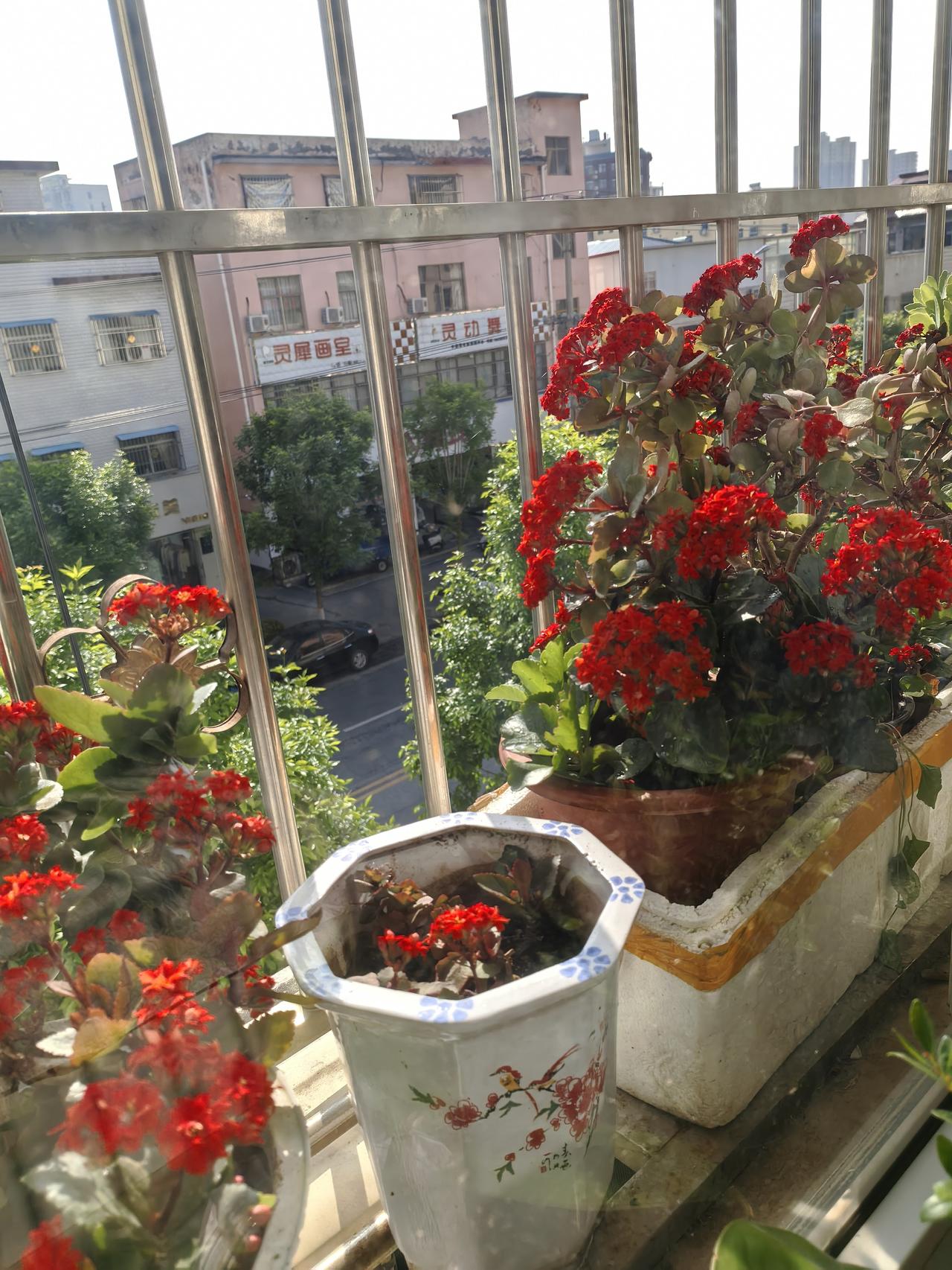 身体弱的人喜欢修身养性，我修身养性的方法是养花，我养的最多的花是长寿花。花如其名