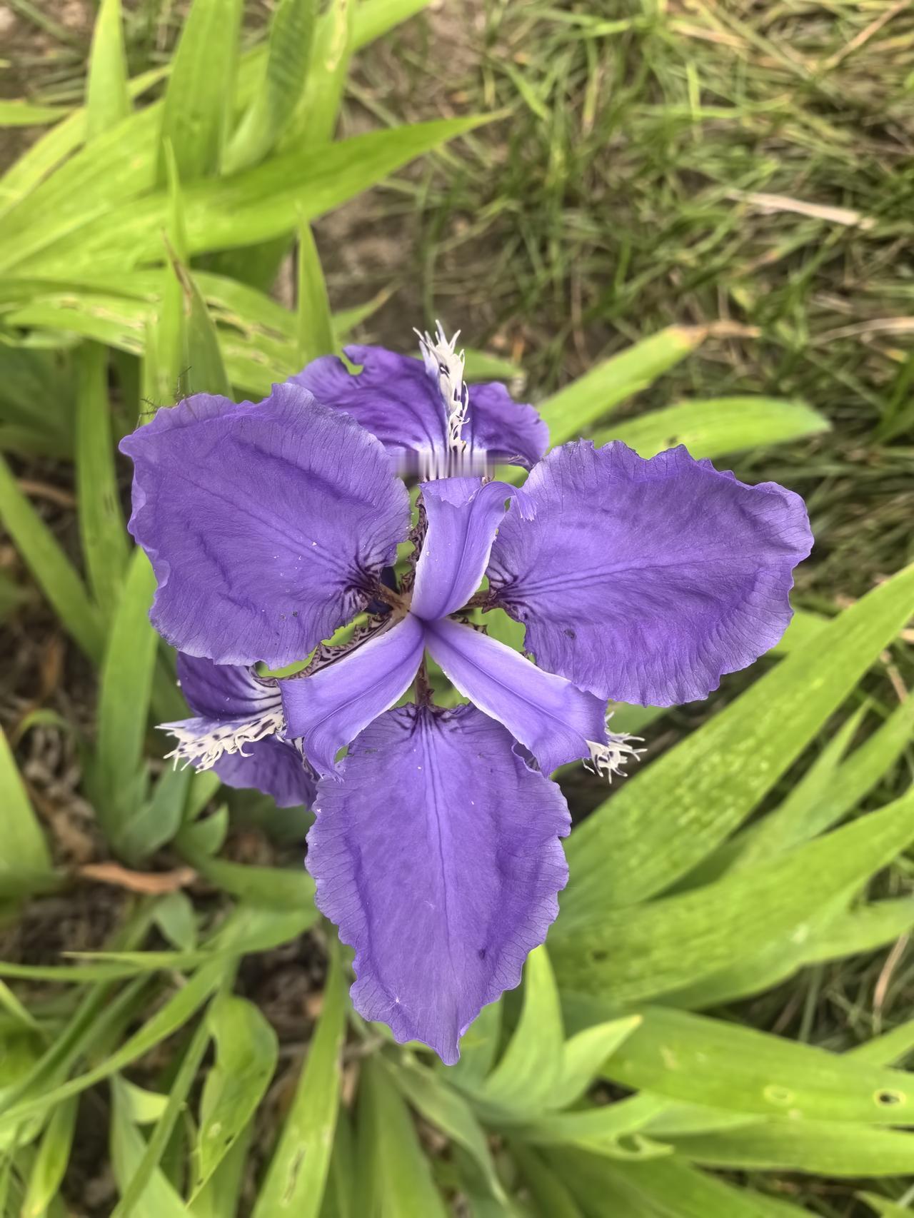 紫色花海中的梦幻之花，惊艳了整个夏天！