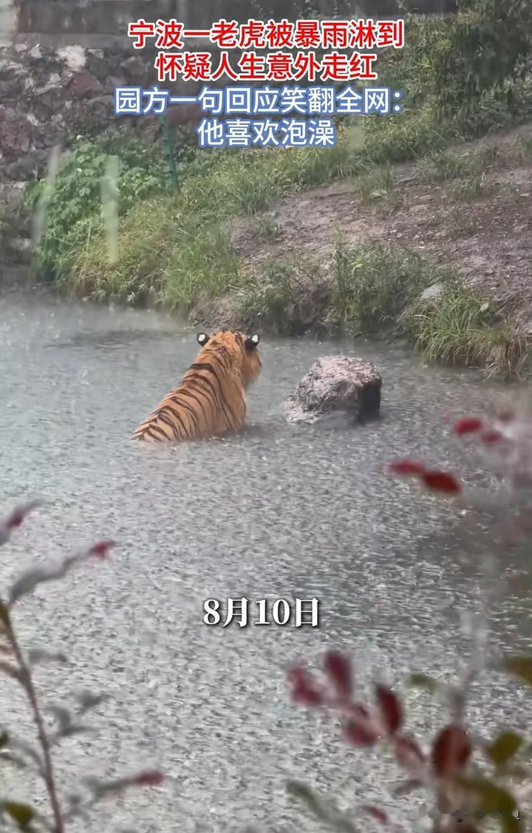 主打一个“情绪稳定”！最近宁波野生动物园的一只老虎凭借一场暴雨泡澡直接火出圈。面