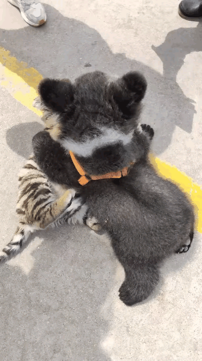 有没有可爱的猫咪图片