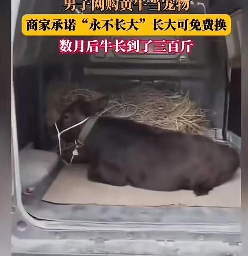 “原来真的有稳赚不赔的生意！”2025年男子网购黄牛当宠物，商家承诺“永不长大”