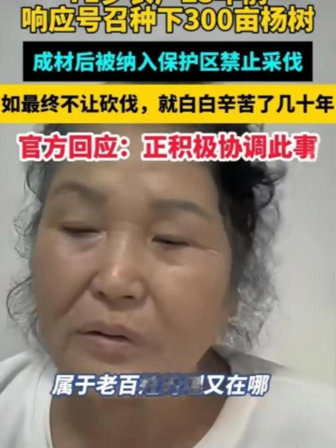 太憋屈！黑龙江71岁大妈承包360亩地种树23年，满心期待回本养老，就在准备砍伐