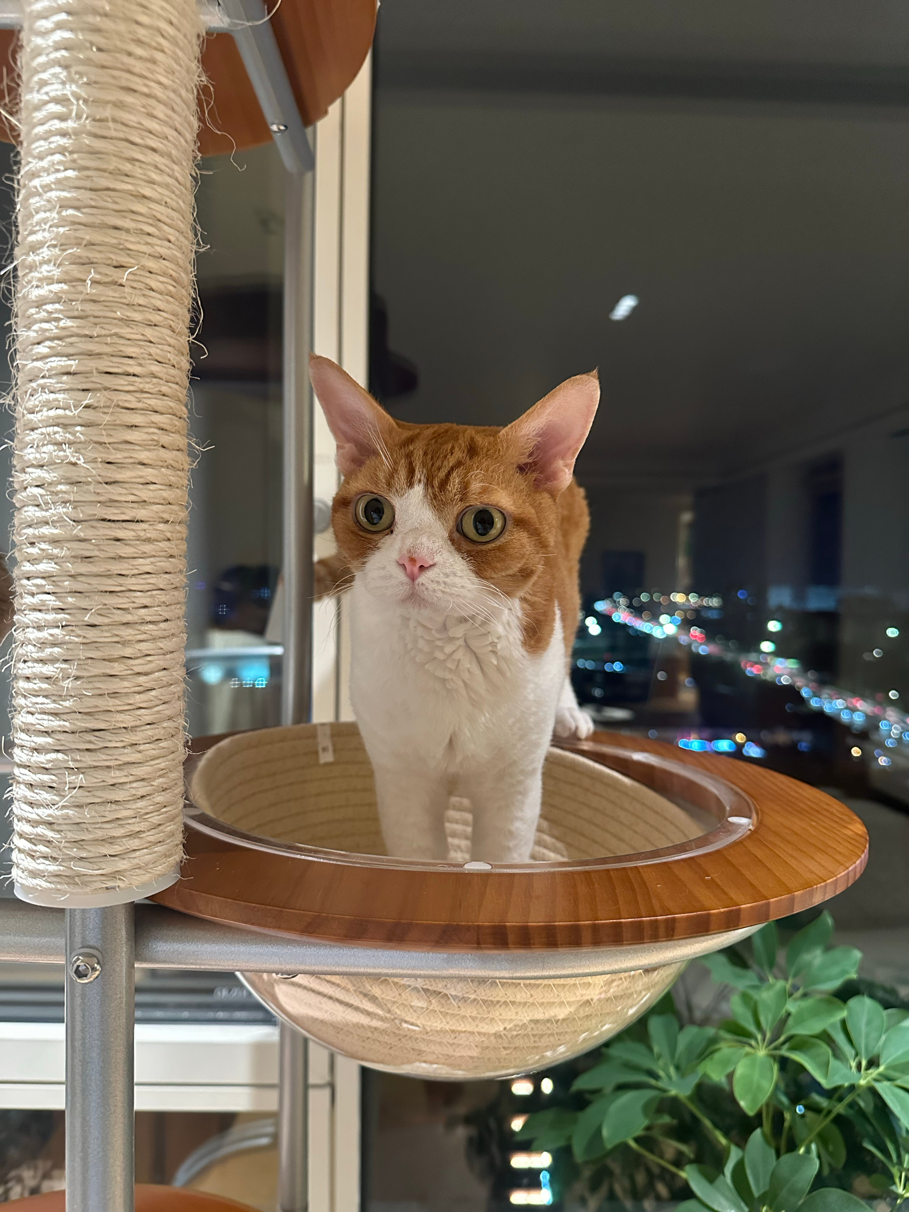 又见到可爱的瓜瓜啦！！被可爱猫猫治愈的一天​​​