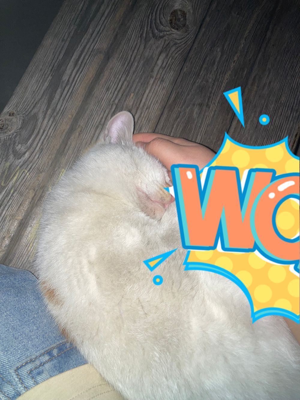 怎么会有躺在人边上睡得跟猪一样的流浪猫啊