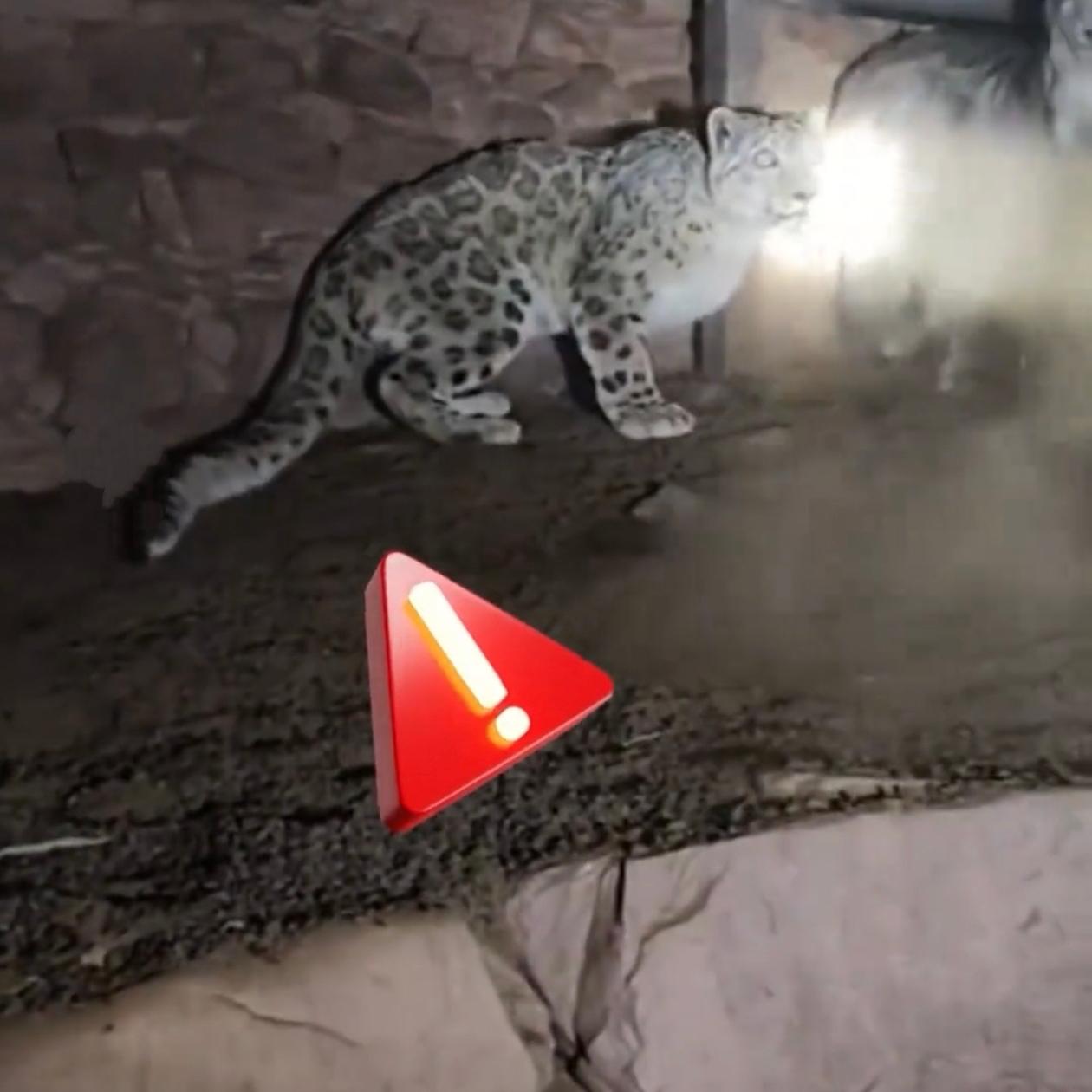 西藏牧民半夜发现雪豹闯进羊圈咬死4只羊,没敢赶只用手电晃了晃,获得补偿。11