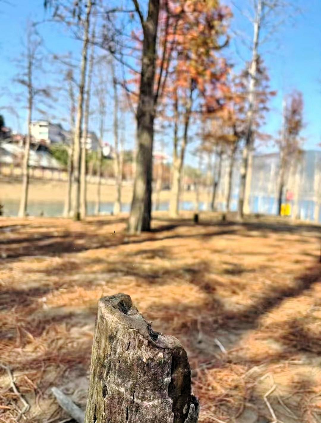 心梗去世太快了！姐姐家早上正在杀猪，来了不少亲戚和朋友，大家热火朝天的忙活着，