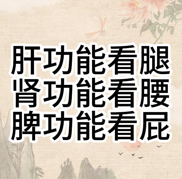 肝功能看腿、肾功能看腰、脾功能看屁！1、肝功能看腿因为肝主筋，如果肝血不