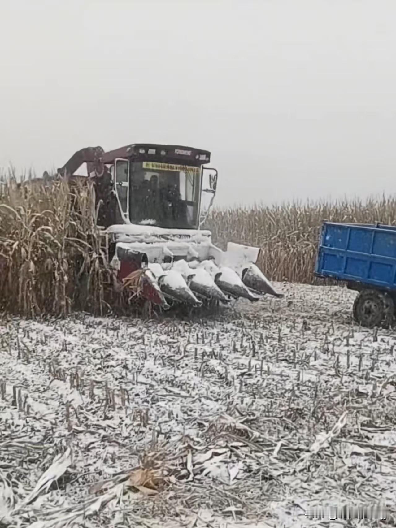 乱了四季！玉米收获的季节遇到了大雪，它们两个做梦也想不到彼此能见面。早玉米8
