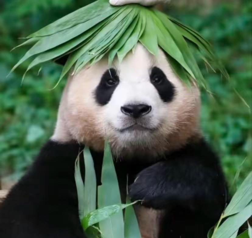 看完旅日大熊猫回国的直播回放，真的很搞笑！​只有那个玻璃外头的日本粉丝哭得稀