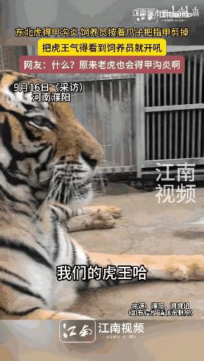 河南濮阳，一只东北虎王因为患上了“甲沟炎”，女饲养员和几个同事一起给东北虎剪指甲
