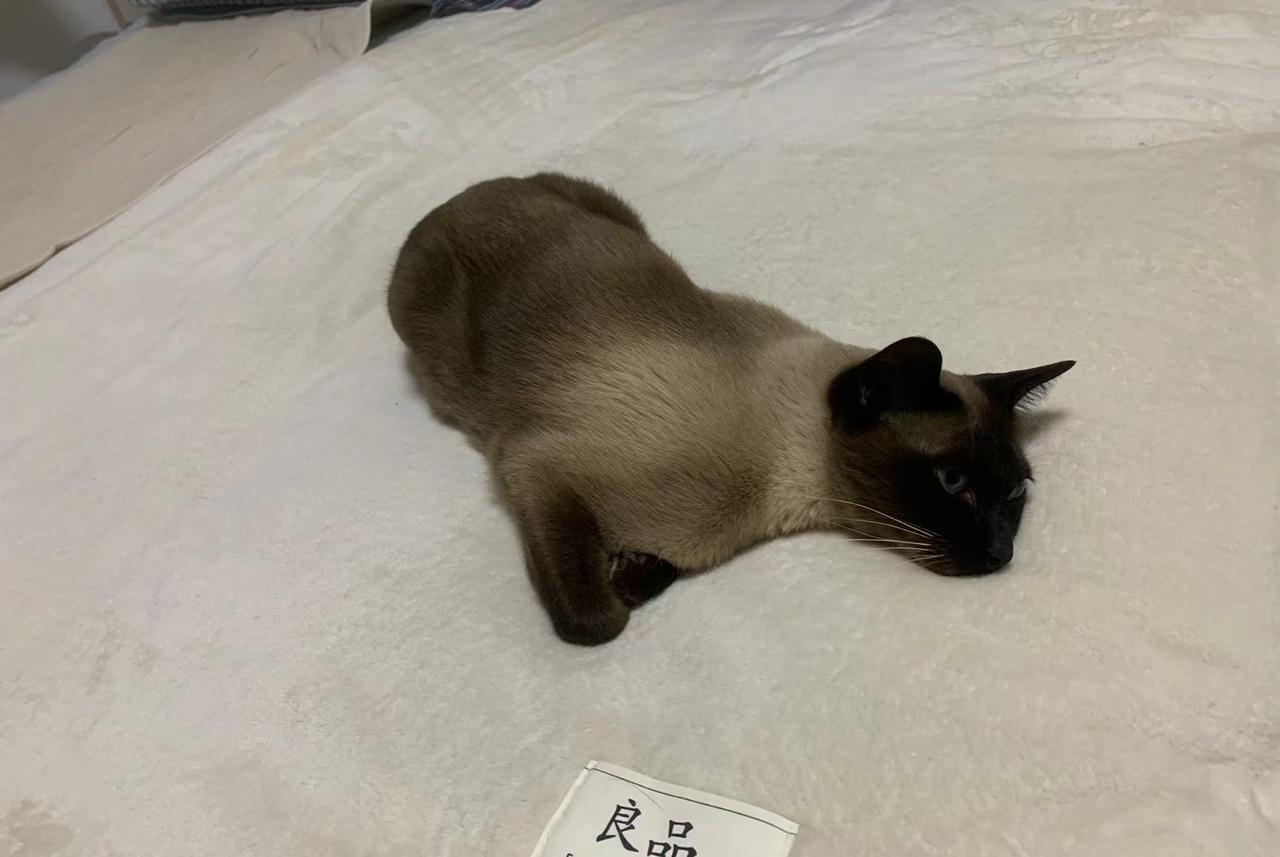 敢不敢晒出一张你家猫咪的奇葩睡姿？萌宠之家的猫咪猫怪异行为猫界迷惑行为