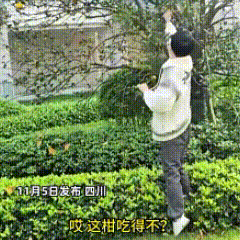“这下不犟了！”四川，28岁小伙逛公园，发现树上结满果子，一下子嘴馋了，无视“