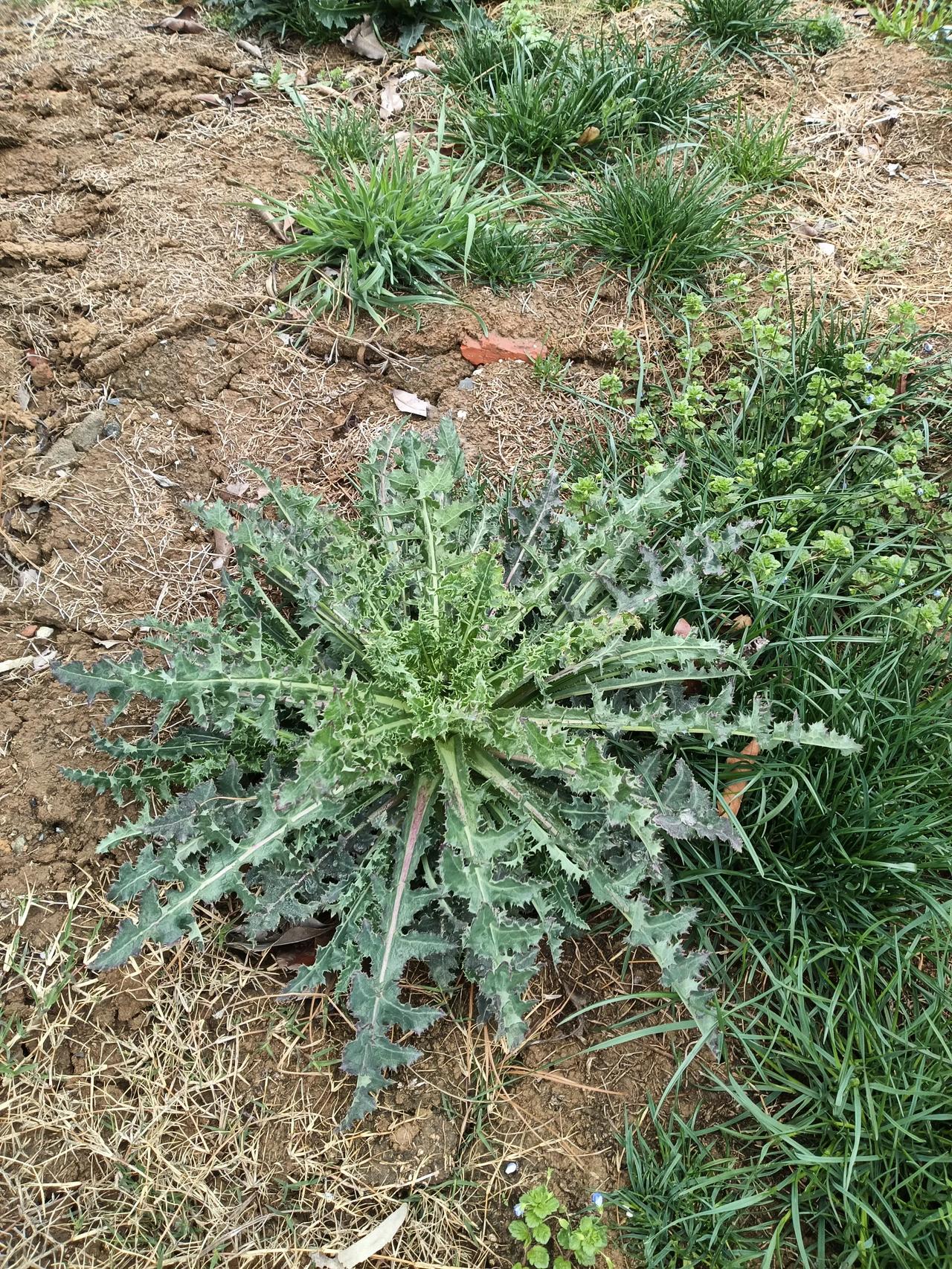 这种大颗的野菜叫什么名字？我虽是农村人，但图中这种野菜我真叫