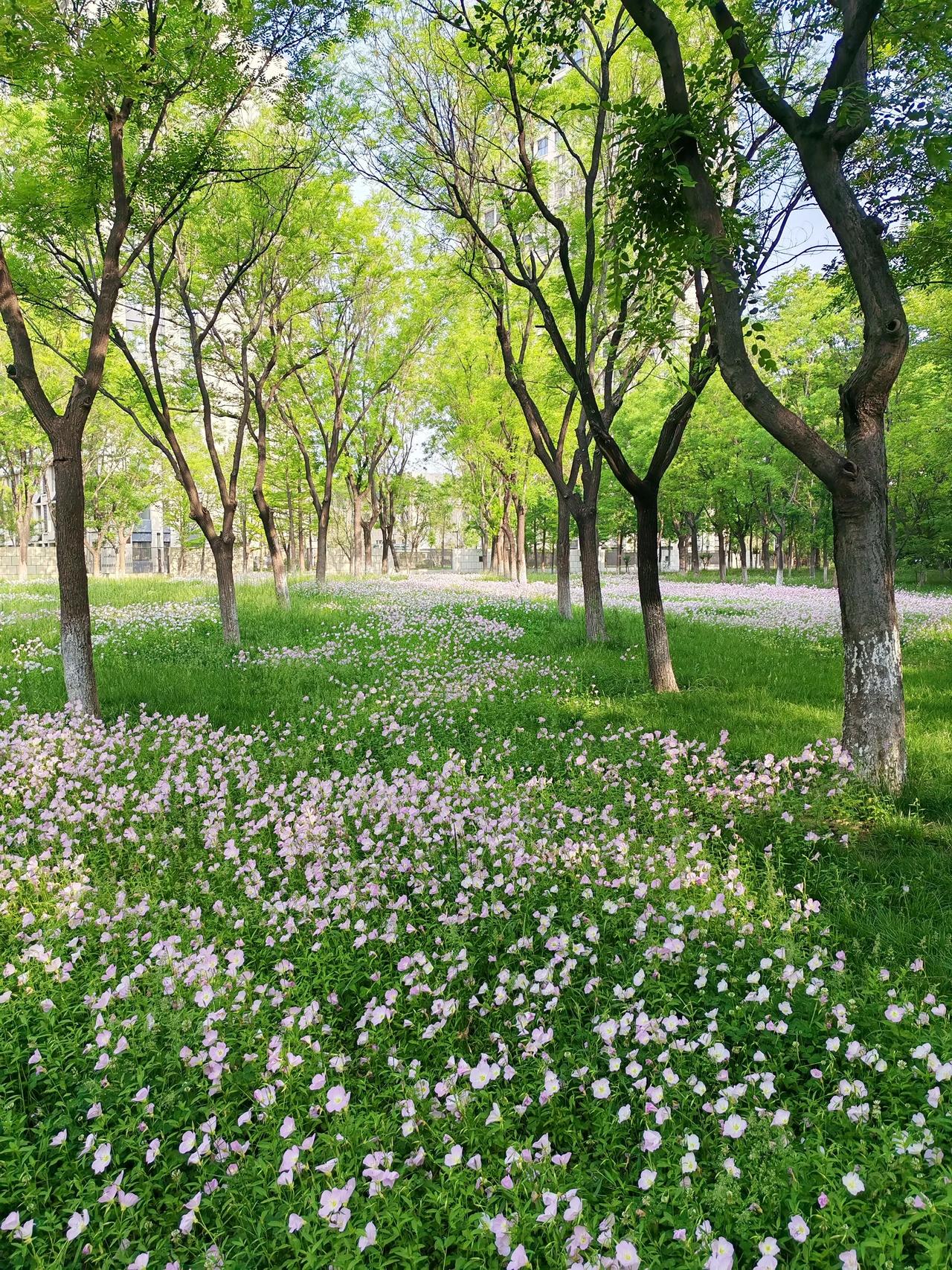 树林花海，绿意盎然，漫步其中，心旷神怡。🌸🌿🍃