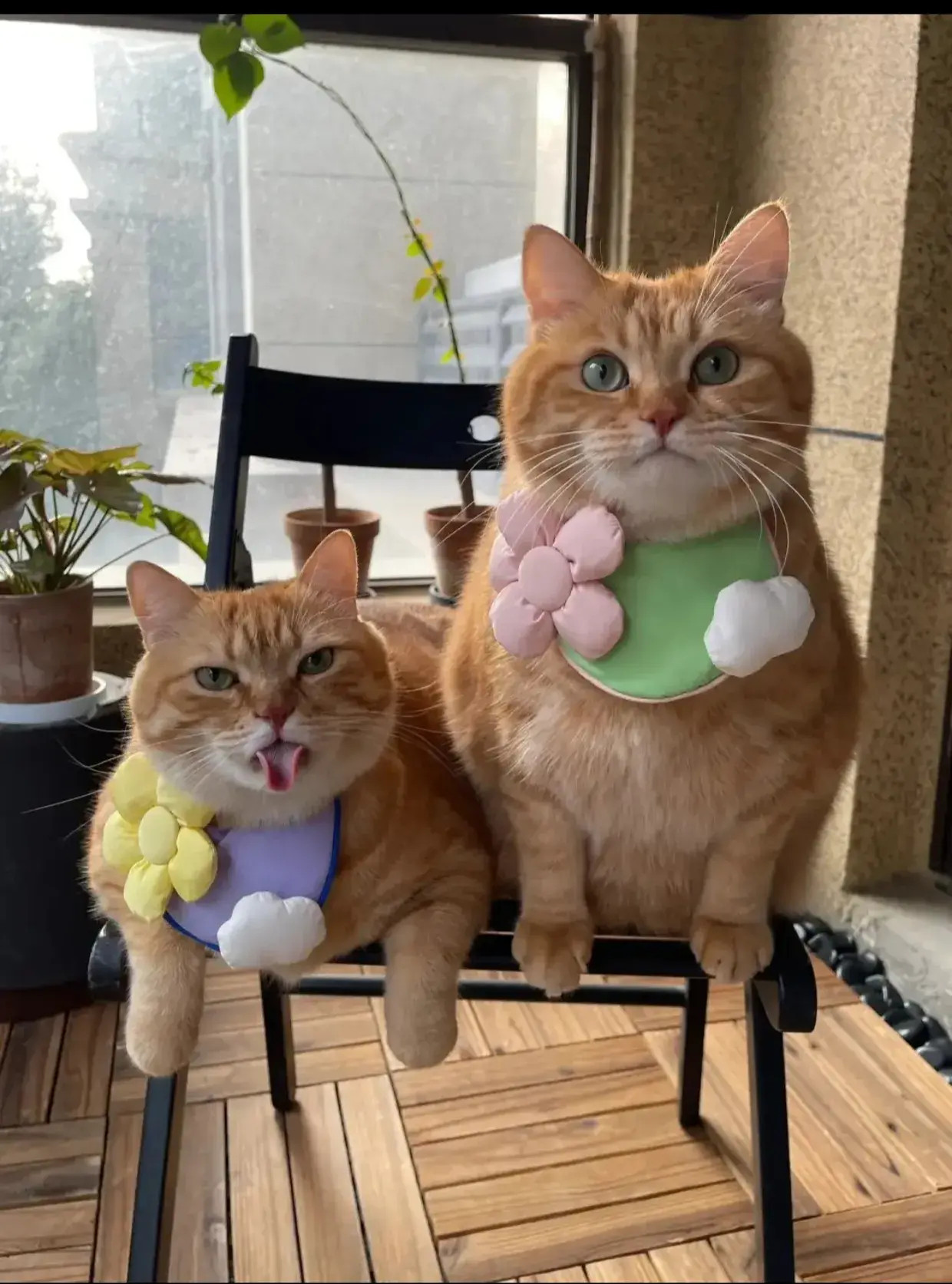 胖的很傲娇圆滚滚惹人爱！​​​