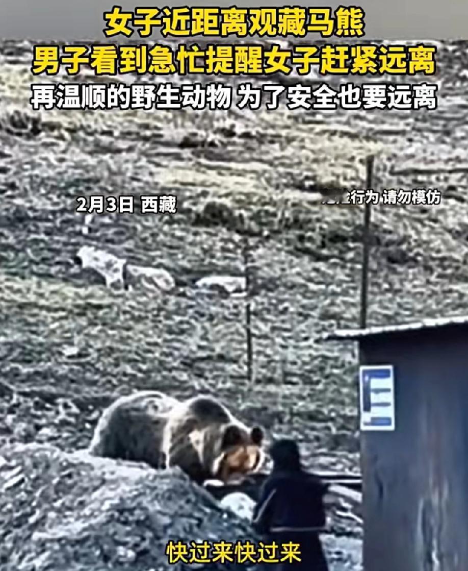 真是无知者无畏！西藏，一女子近距离观看藏马熊，而它正在找吃的。男子看到急忙提