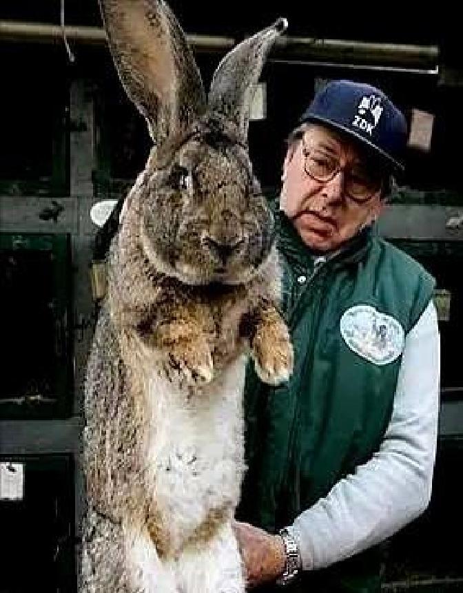 快讯！快讯！。据媒体报道，澳大利亚多州农业部门突然宣布了针对野兔的公众提醒