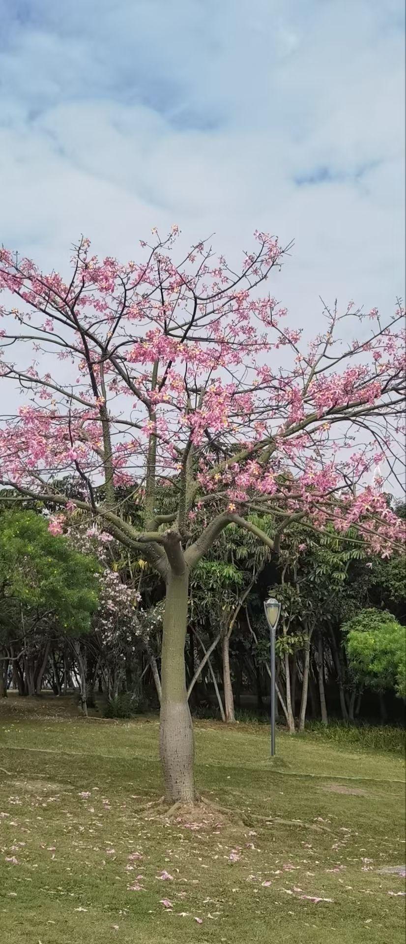 封关后的海南，会是中国最适合养老的地方吗？海南岛，中国唯一的热带气候岛屿，