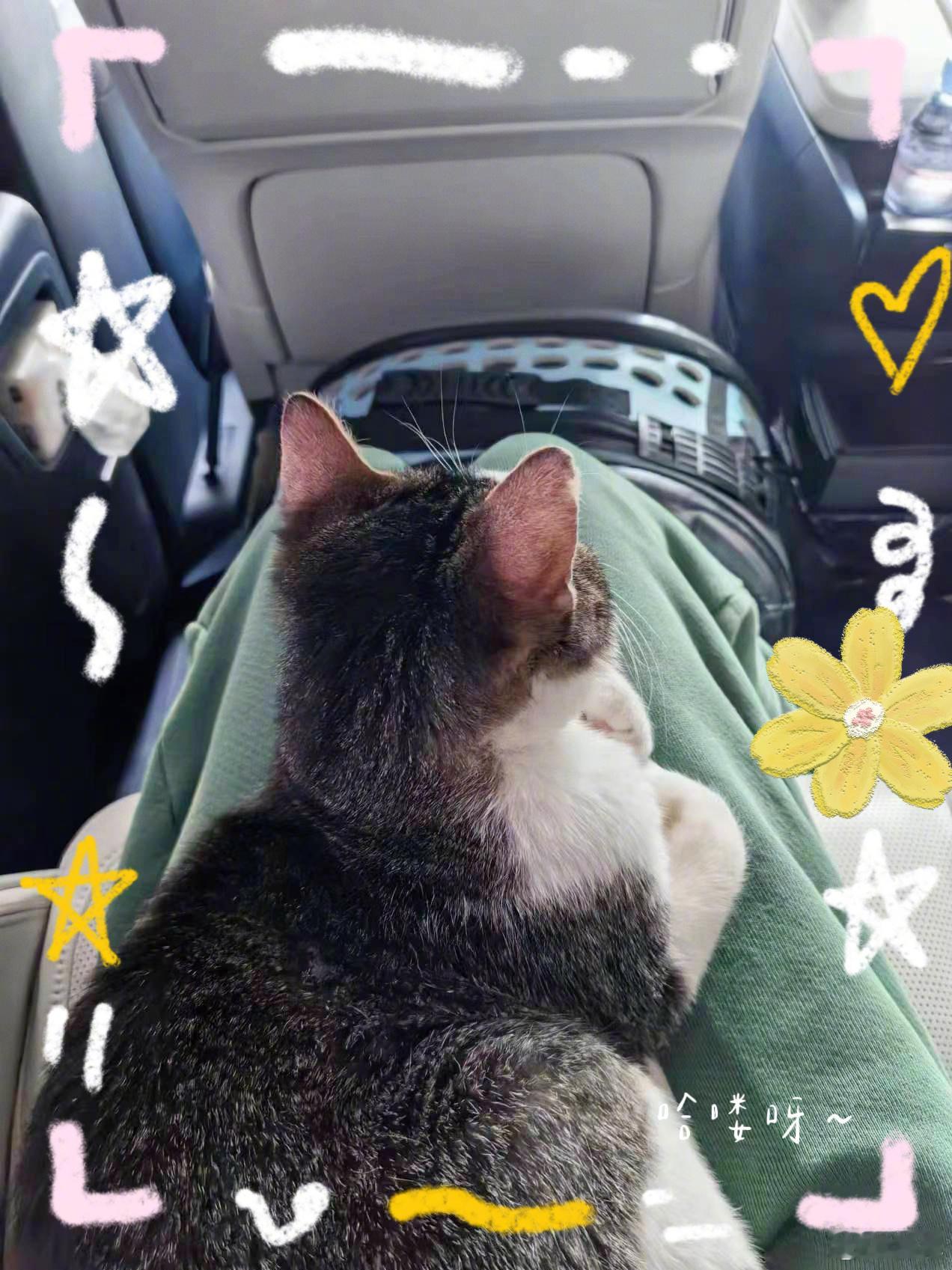 我去杨幂你真是养猪咪的一把好手