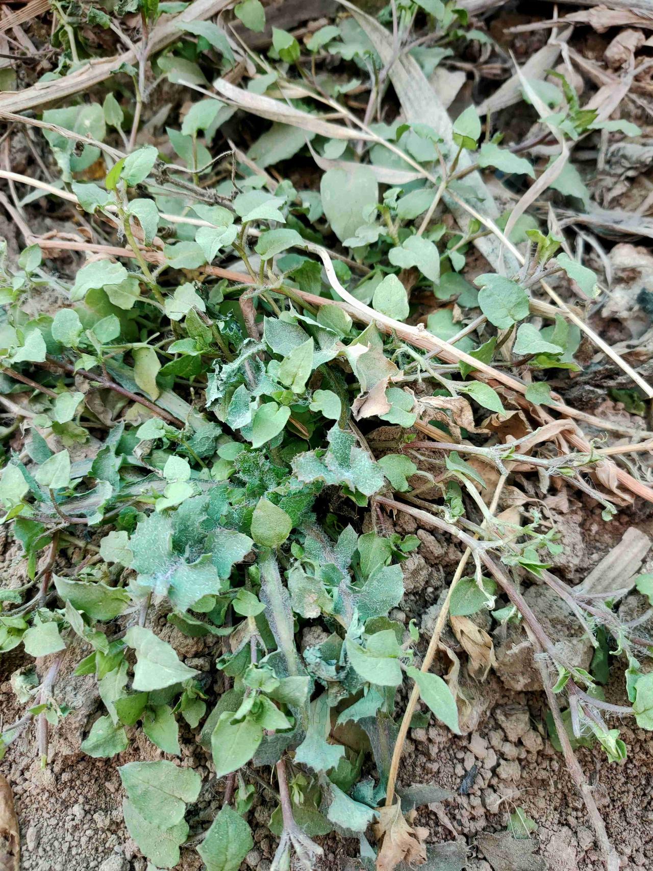 昨天公婆专门跑去大棚摘小番茄，说姑子姐生病想吃，外面买的不好吃。回来的时候我和我